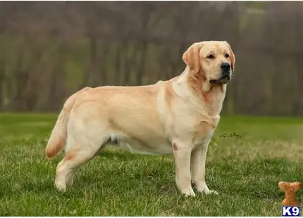 Labrador Retriever